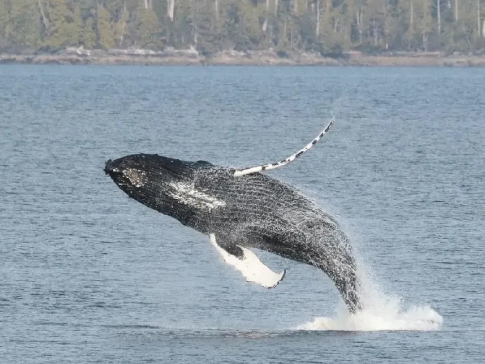 Ketchikan Crabbing, Whales & Wildlife Excursion - 3